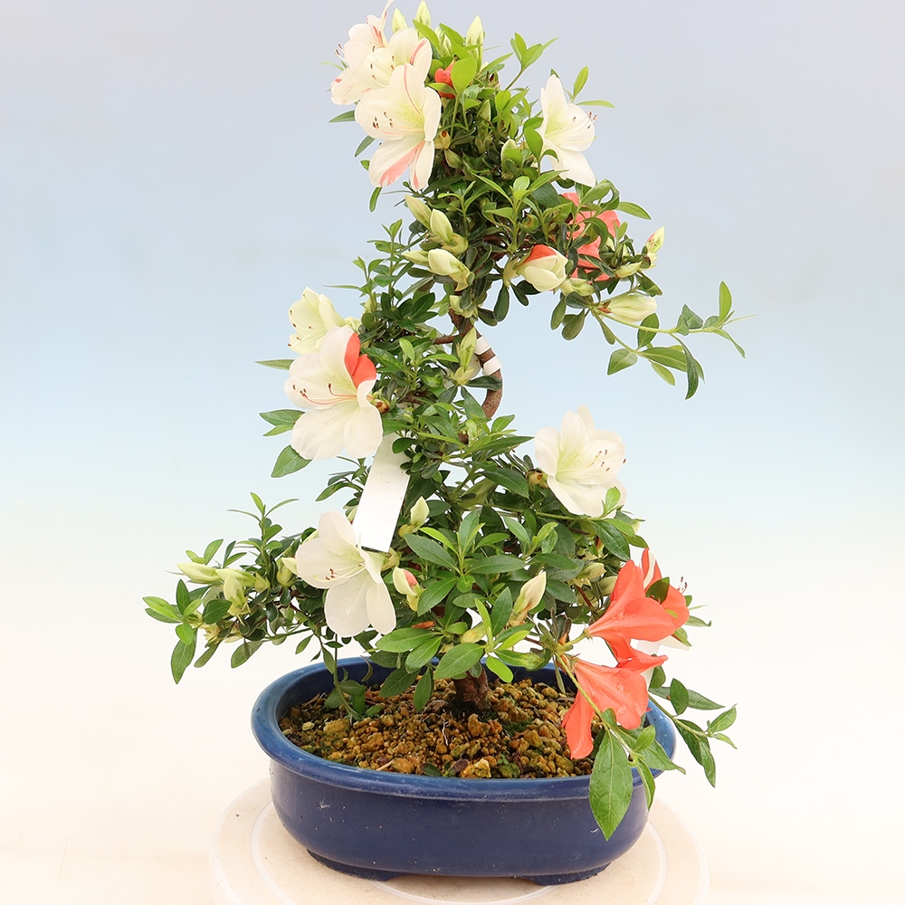 Bonsai zewnętrzne - Azalia japońska - Azalia Asahi-no-izumi