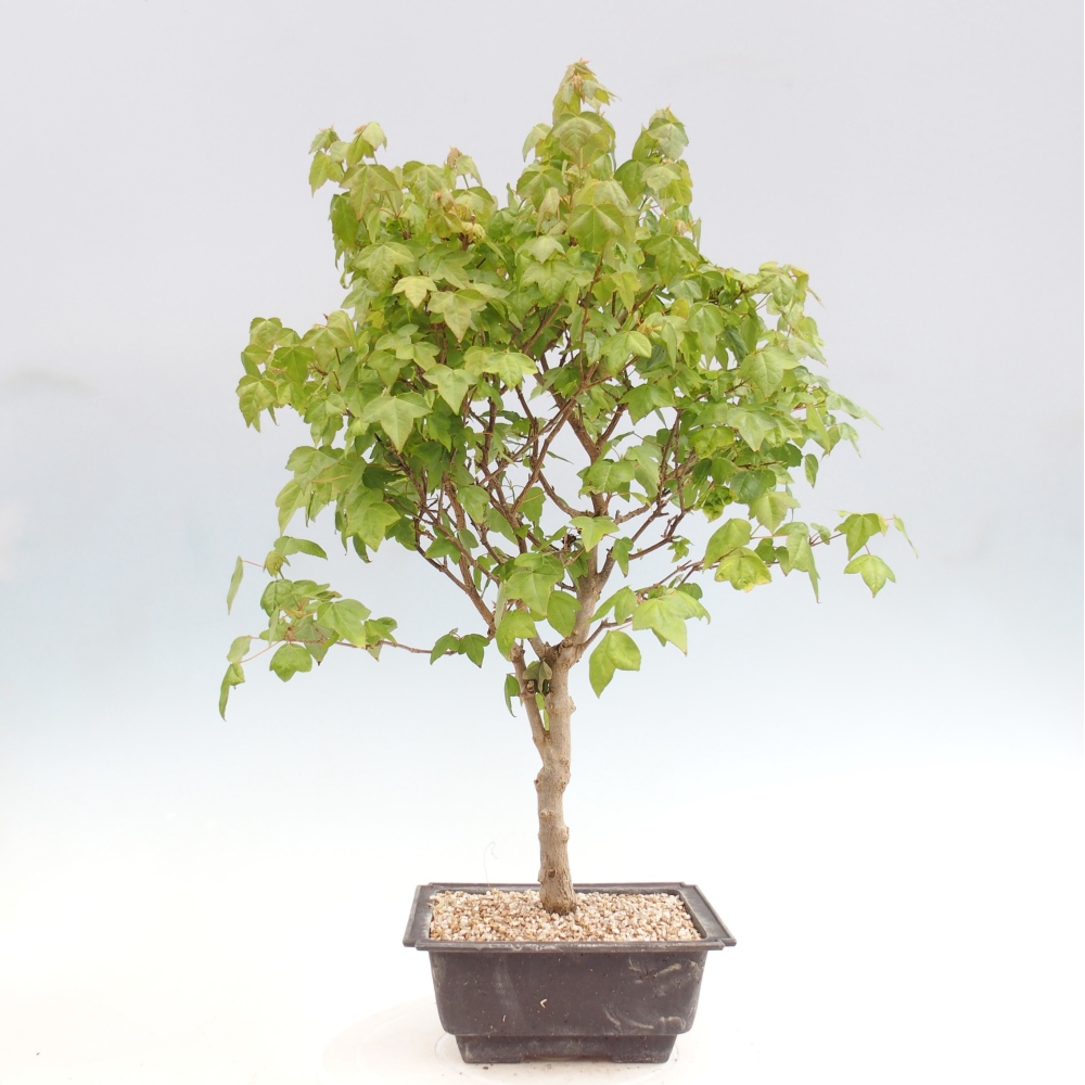 Outdoor bonsai - Acer Buergerianum - Klon Burger