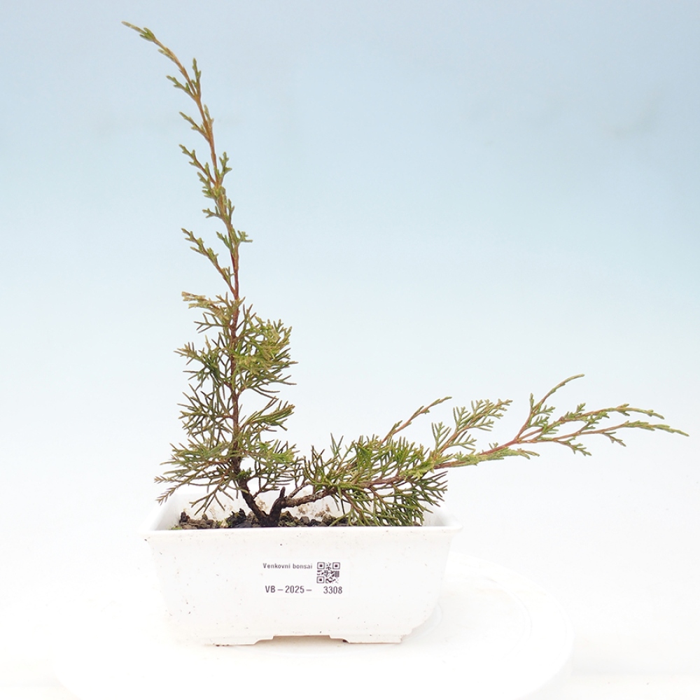 Outdoor bonsai - Juniperus chinensis Itoigawa - Jałowiec chiński