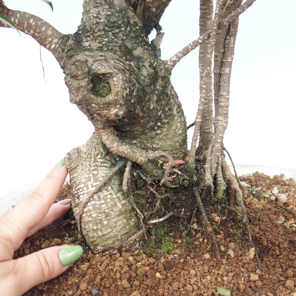 Bonsai pokojowe - Ficus kimmen - figowiec drobnolistny - WYŁĄCZNIE ODBIÓR OSOBISTY lub transport paletowy