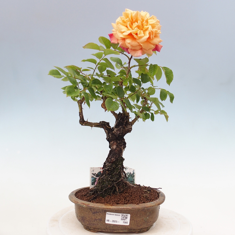 Bonsai na zewnątrz - Rosa Kordes - róża 