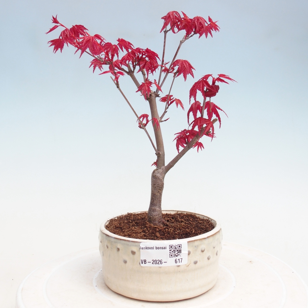 Outdoor bonsai - Acer palmatum DESHOJO