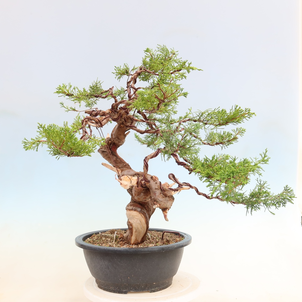Bonsai ogrodowe – Juniperus chinensis Itoigawa – jałowiec chiński