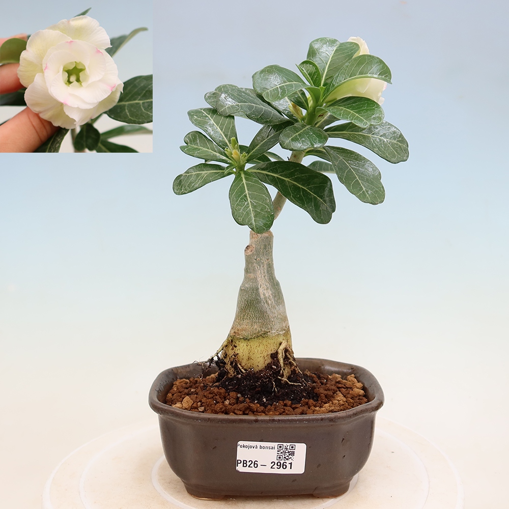 Bonsai pokojowe – Adenium obesum szczepione V.F.S.407 – Róża pustynna