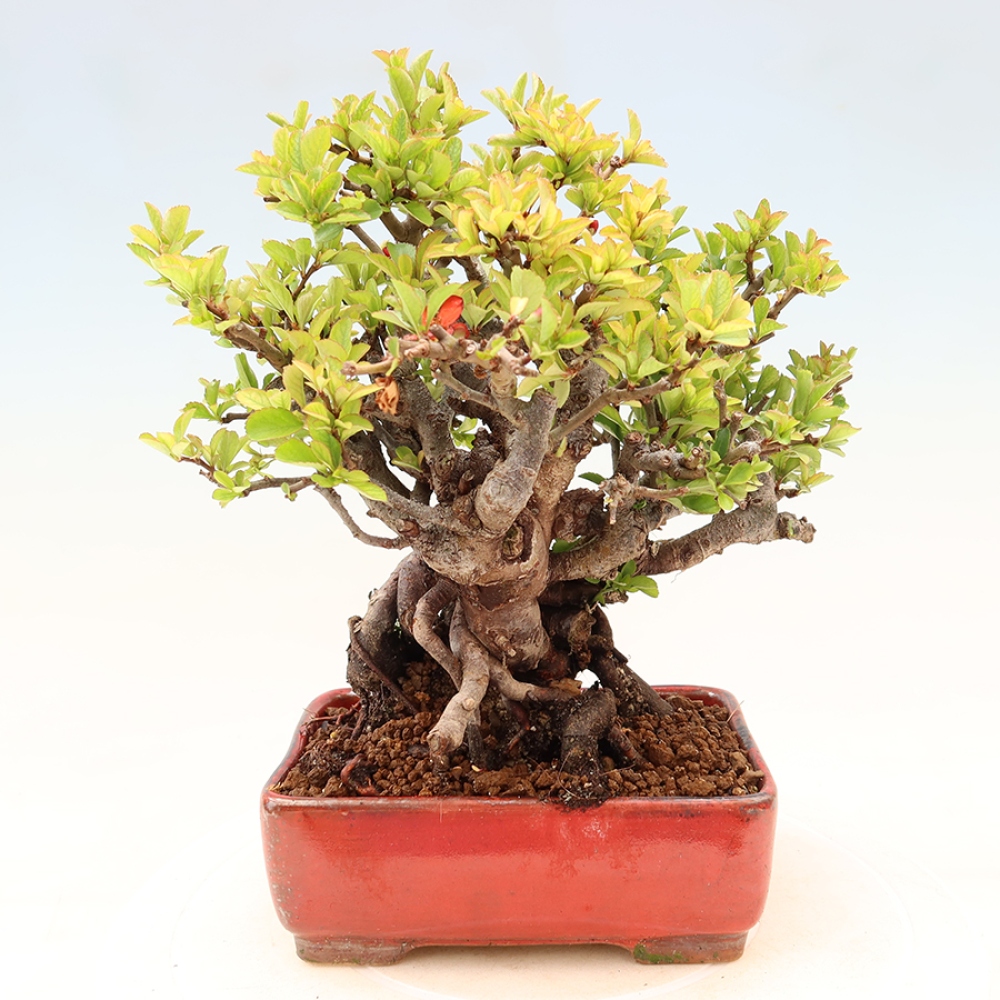 Bonsai zewnętrzne - Chaneomeles speciosa Chojubai