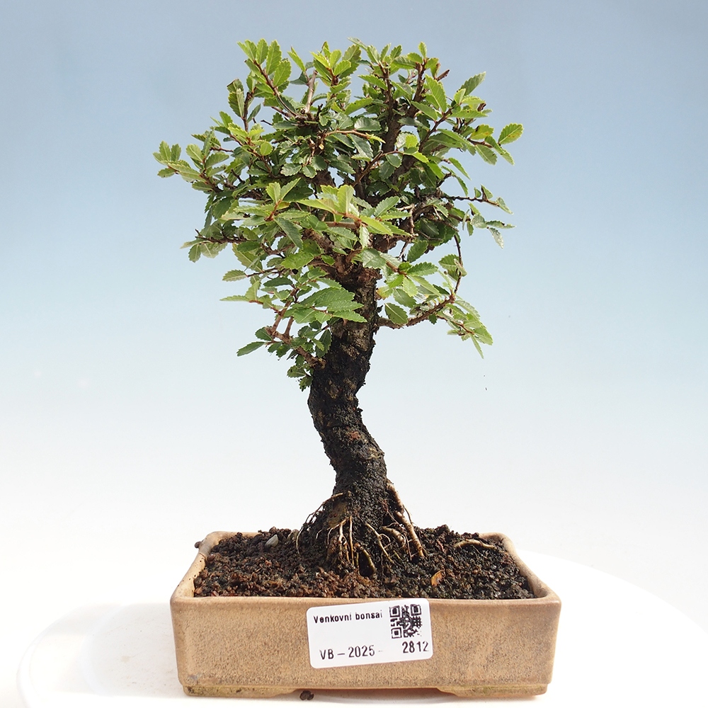 Outdoor bonsai - Zelkova - Zelkova NIRE