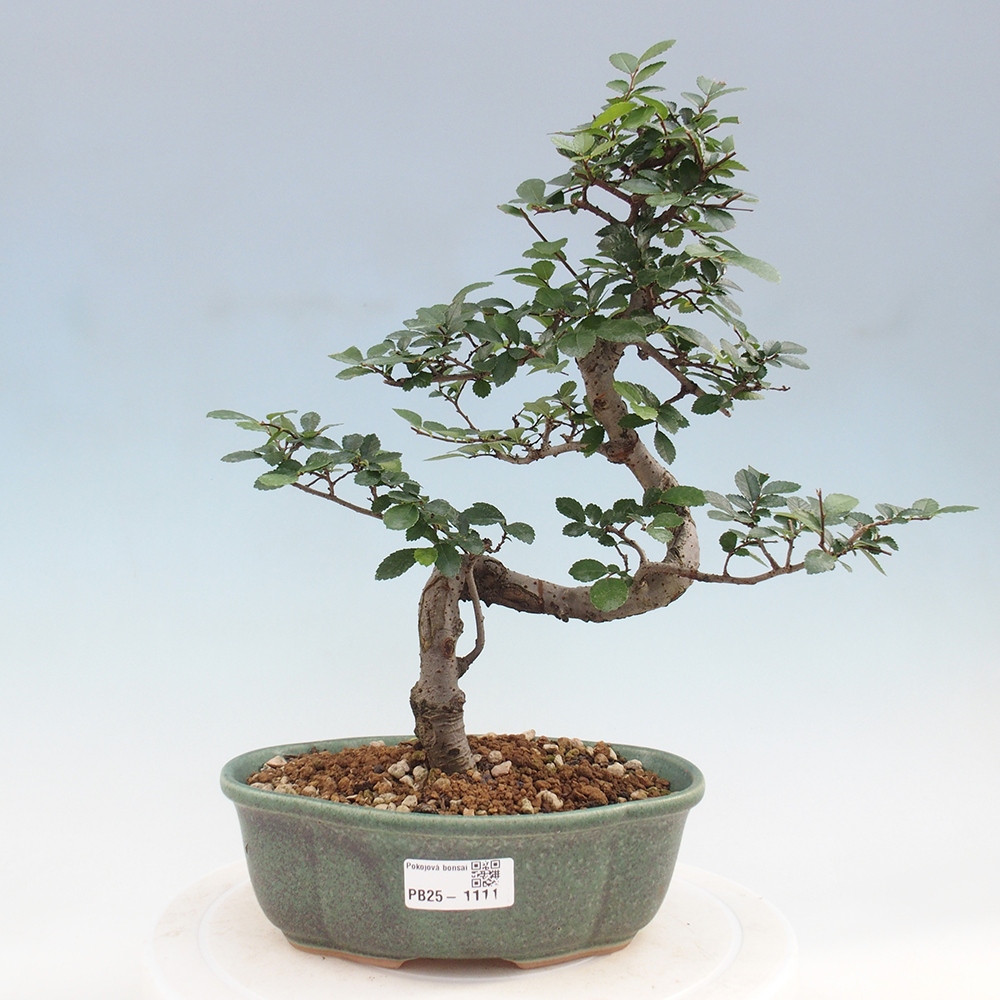 Bonsai wewnętrzne - Ulmus parvifolia - Wiąz drobnolistny