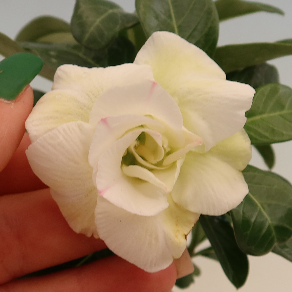 Bonsai pokojowe – Adenium obesum szczepione V.F.S.407 – Róża pustynna