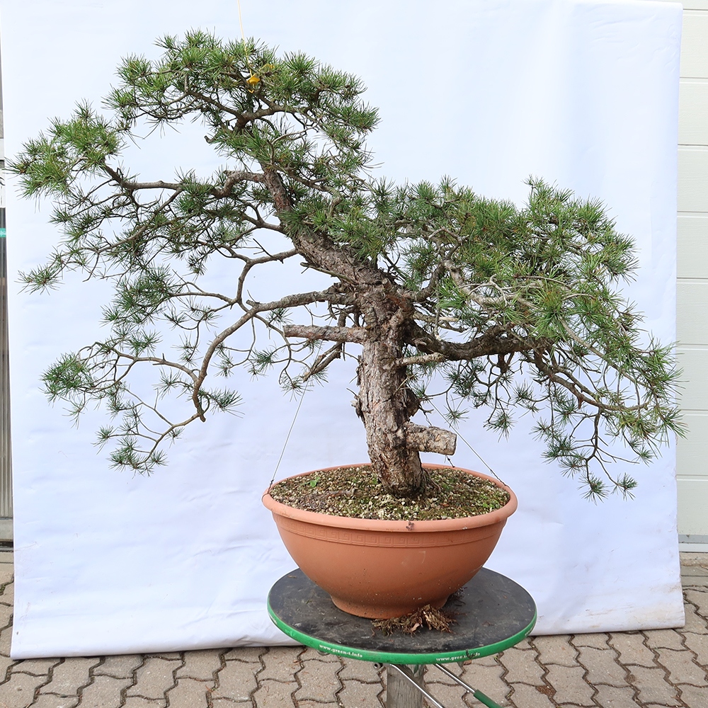 Pinus sylvestris Hiszpania – sosna zwyczajna
