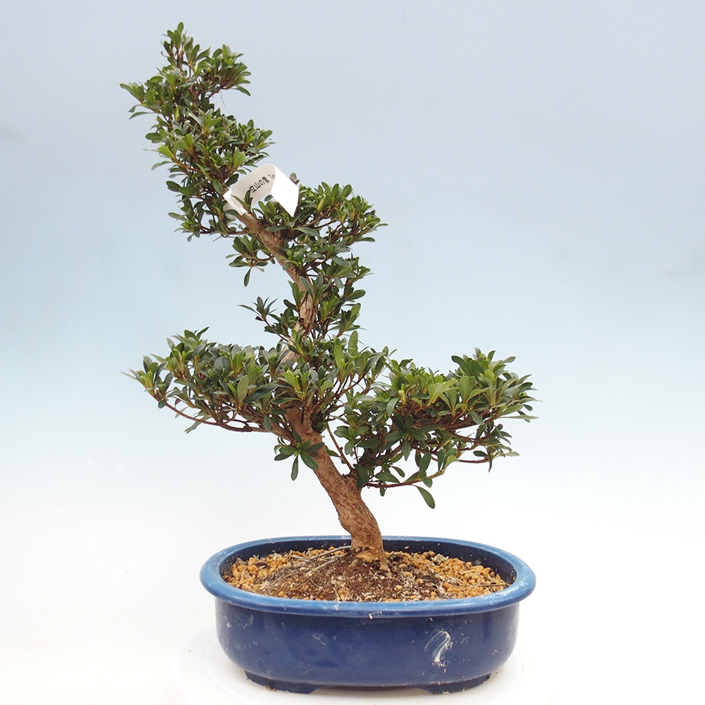 Outdoor bonsai - Azalia japońska - Azalia Tateyama-no-Yuki