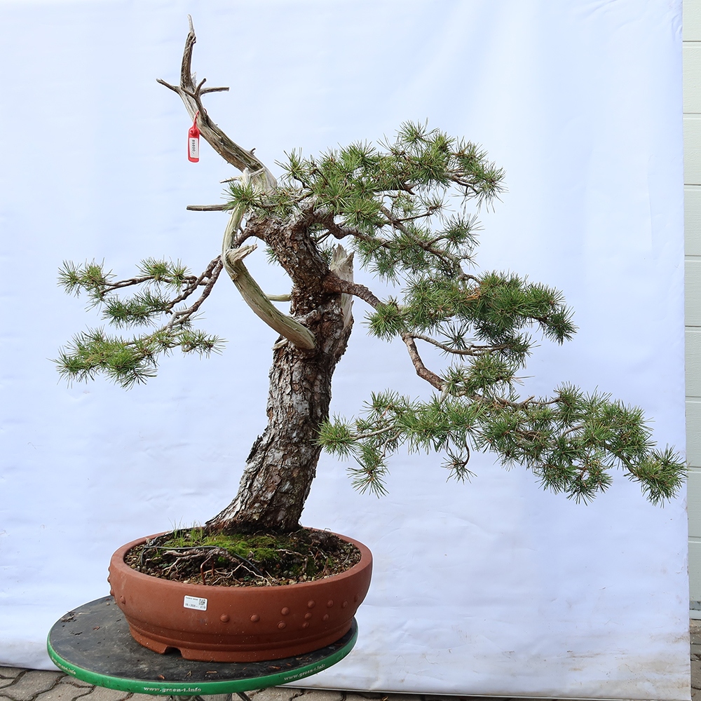 Pinus sylvestris Hiszpania – sosna zwyczajna