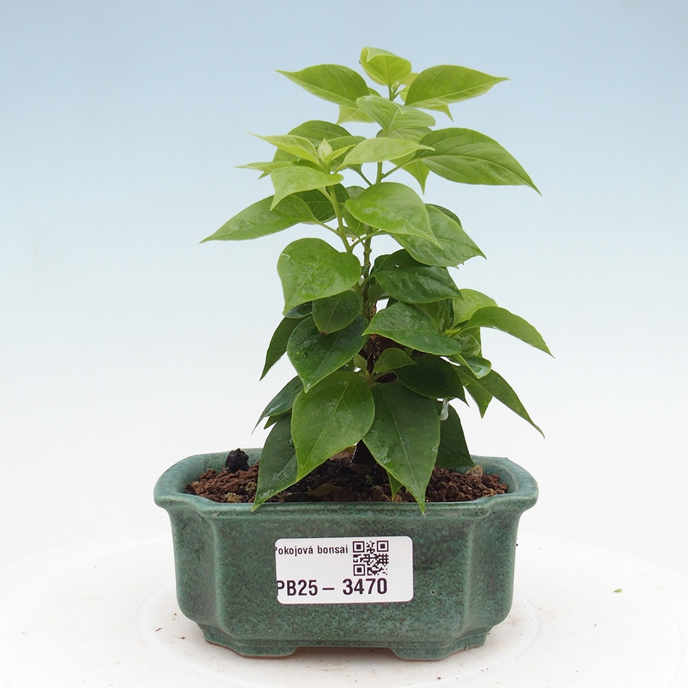 Pokój bonsai - Bouganwilea