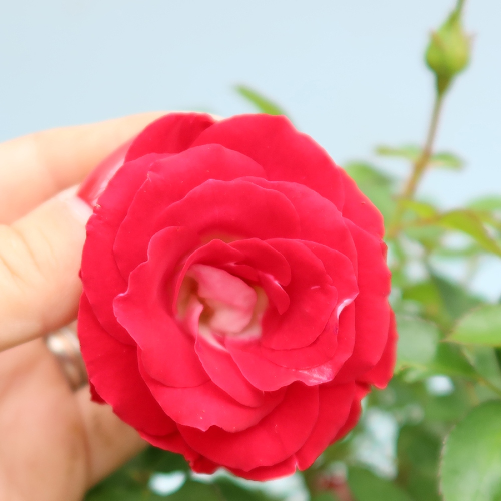 Bonsai ogrodowe – Rosa Kordes – róża