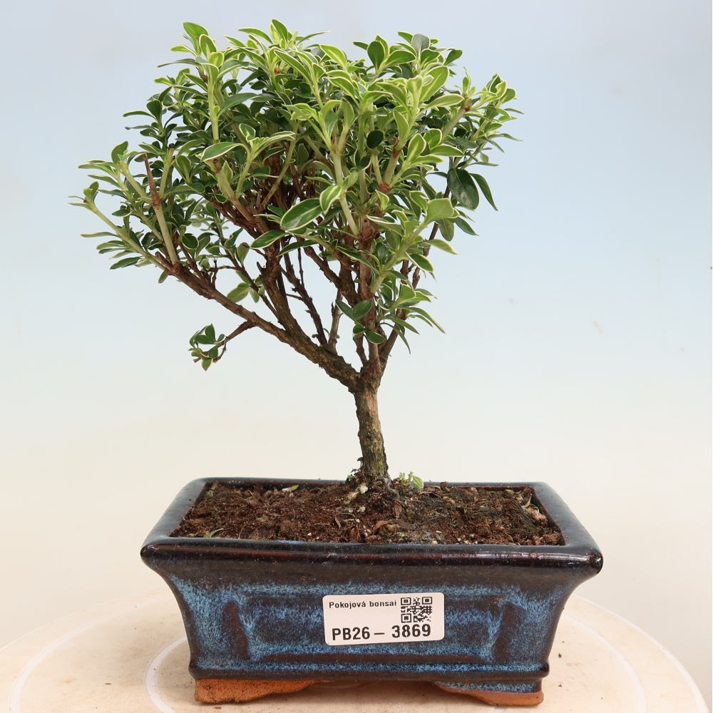Bonsai pokojowe – Serissa foetida Variegata – Drzewo tysiąca gwiazd