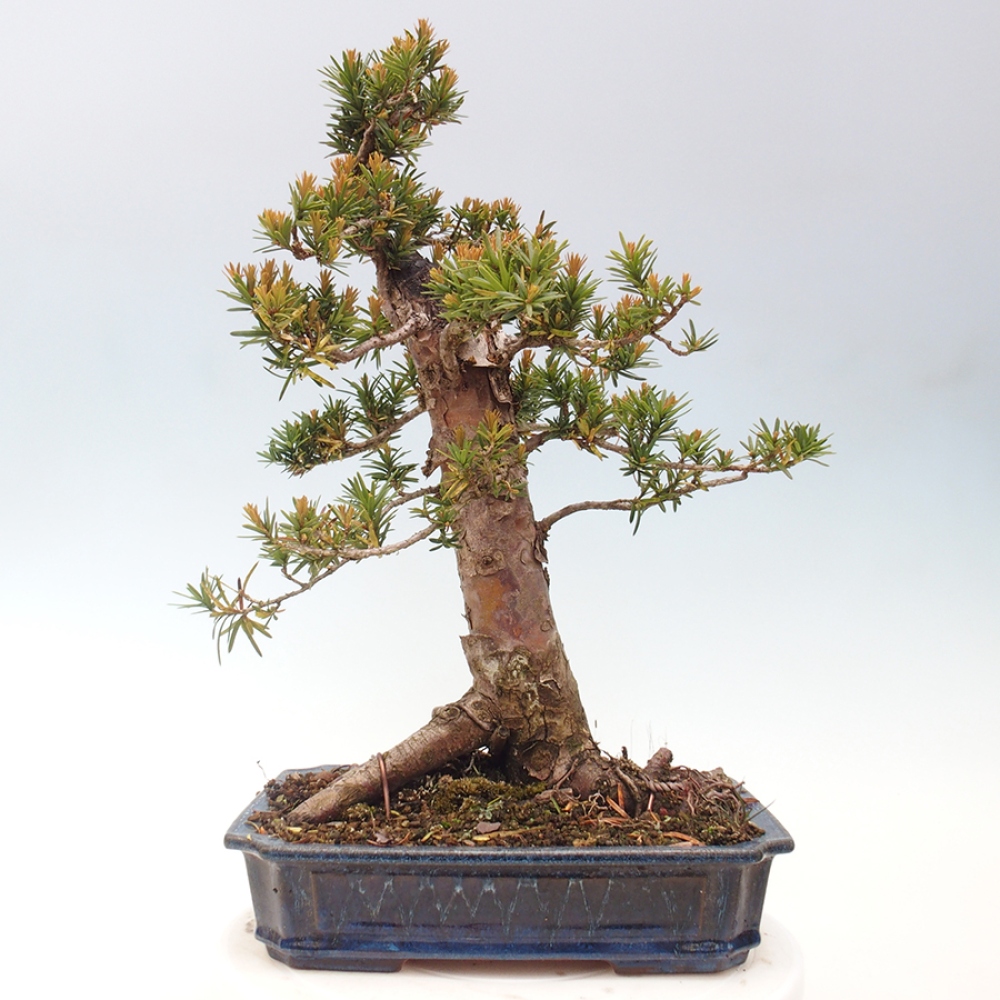 Bonsai na zewnątrz - Taxus cuspidata - cis japoński