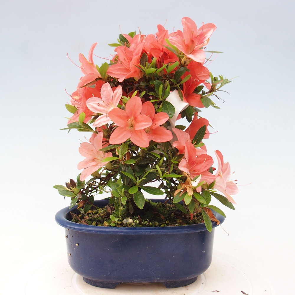 Bonsai ogrodowe - azalia japońska - Azalea Nikko