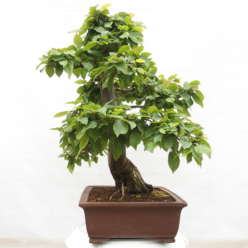 Bonsai zewnętrzne - Grab - Carpinus betulus
