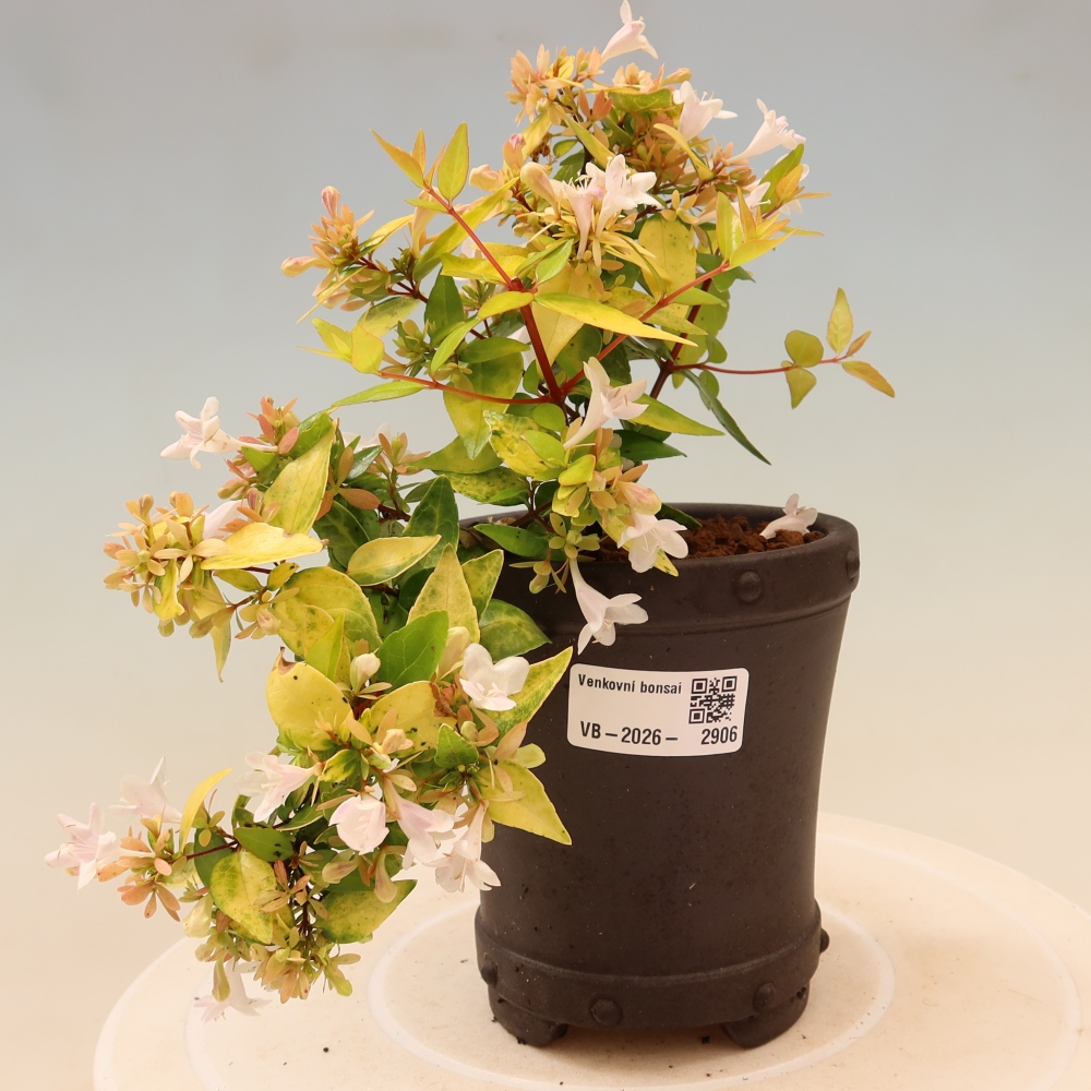 Bonsai ogrodowe – Abelia gr. Kleidoscope – Abelia wielkokwiatowa