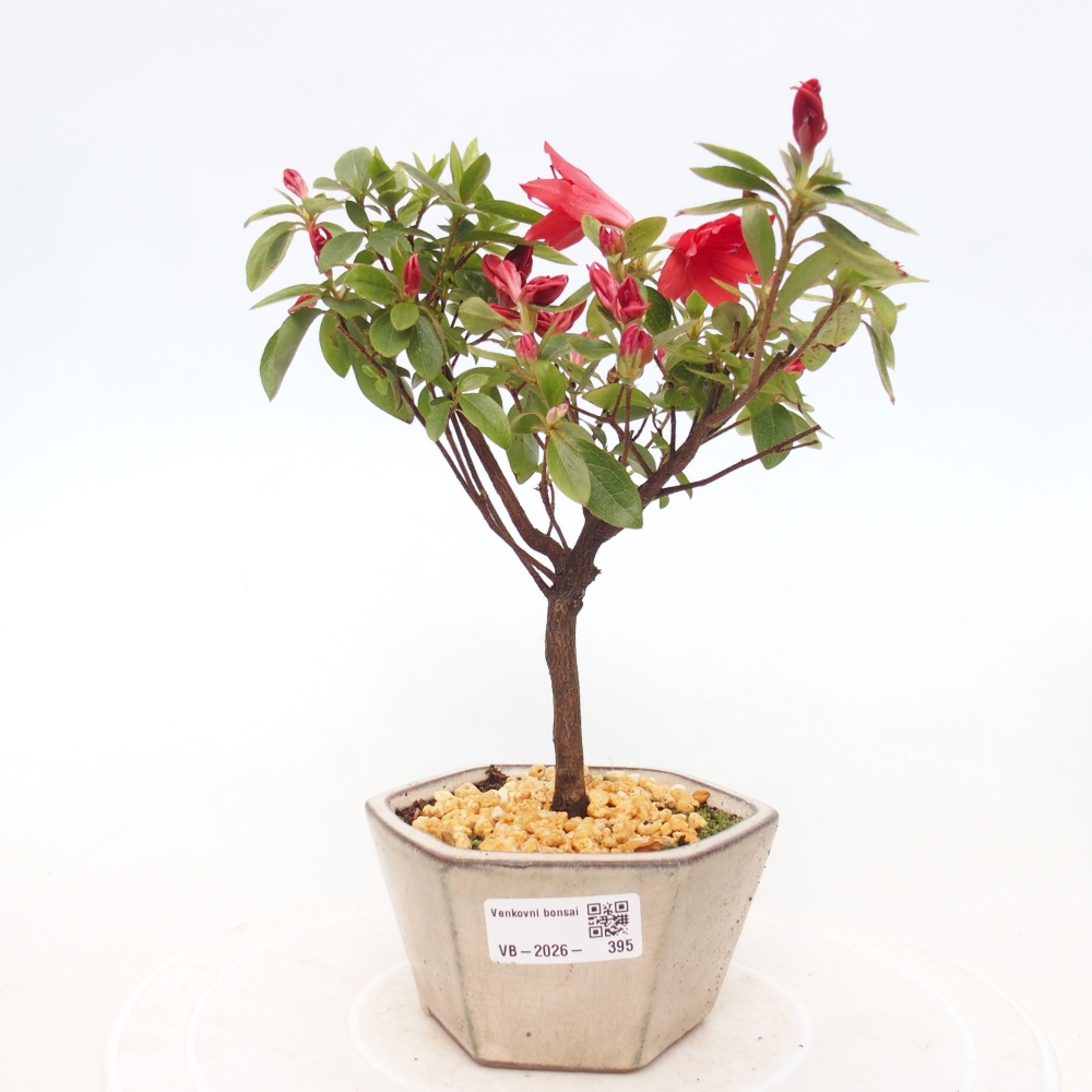 Outdoor bonsai - Azalia japońska - Azalea sp.