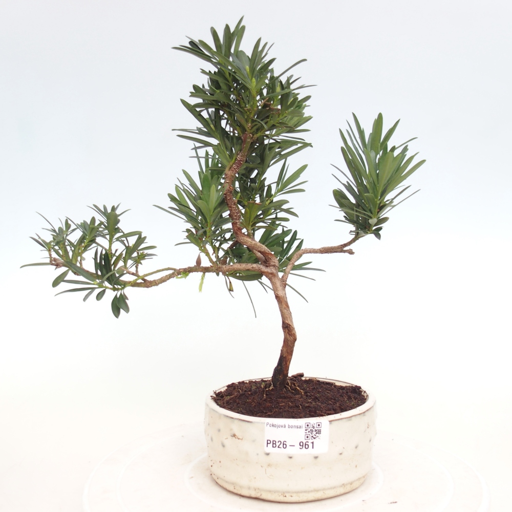 Pokój bonsai - Podocarpus - Kamienny cis