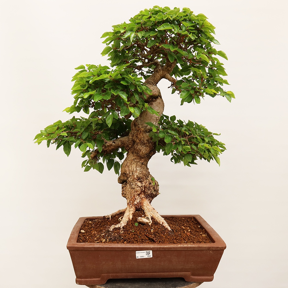Bonsai plenerowe - Carpinus Coreana - grab koreański
