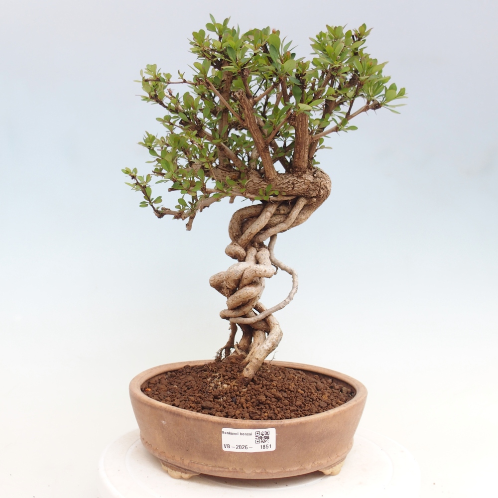 Bonsai zewnętrzne - Berberis coreana