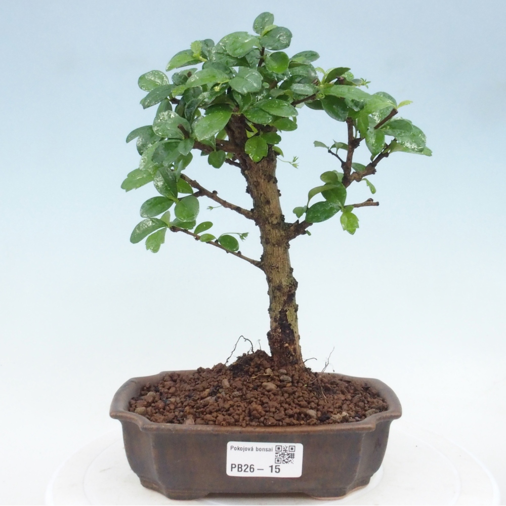 Bonsai pokojowe - Carmona macrophylla - Tea fuki