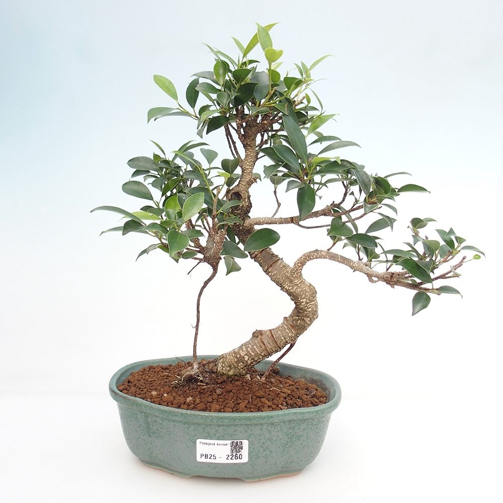 Kryty bonsai - Ficus retusa - figowiec drobnolistny