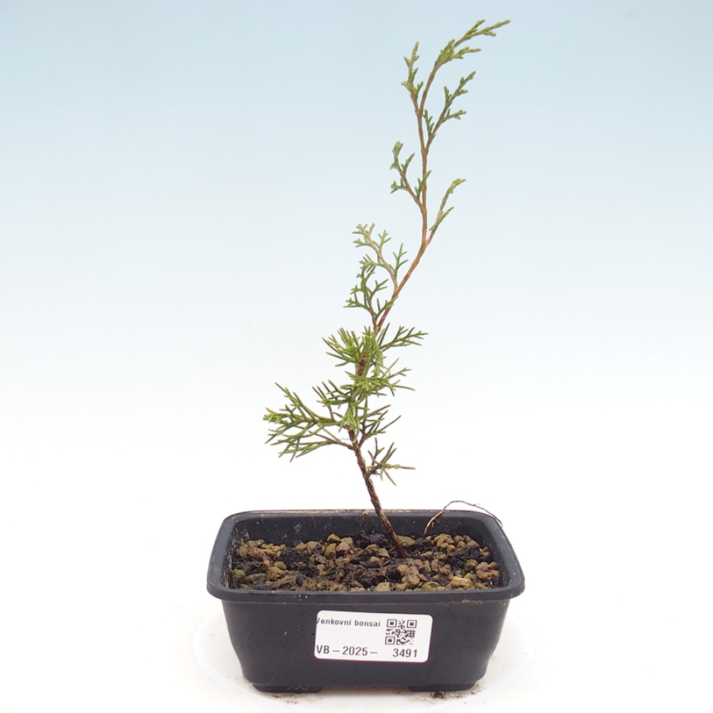 Outdoor bonsai - Juniperus chinensis Itoigawa
