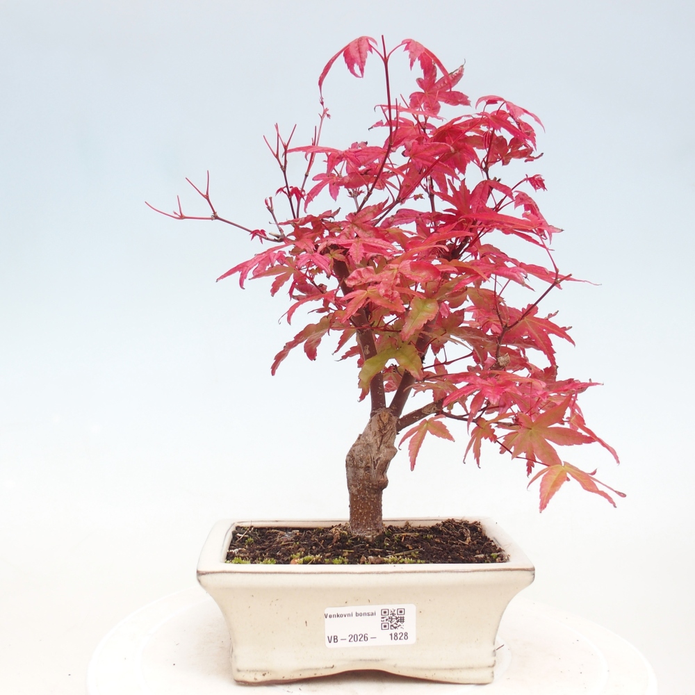 Outdoor bonsai - Acer palmatum DESHOJO
