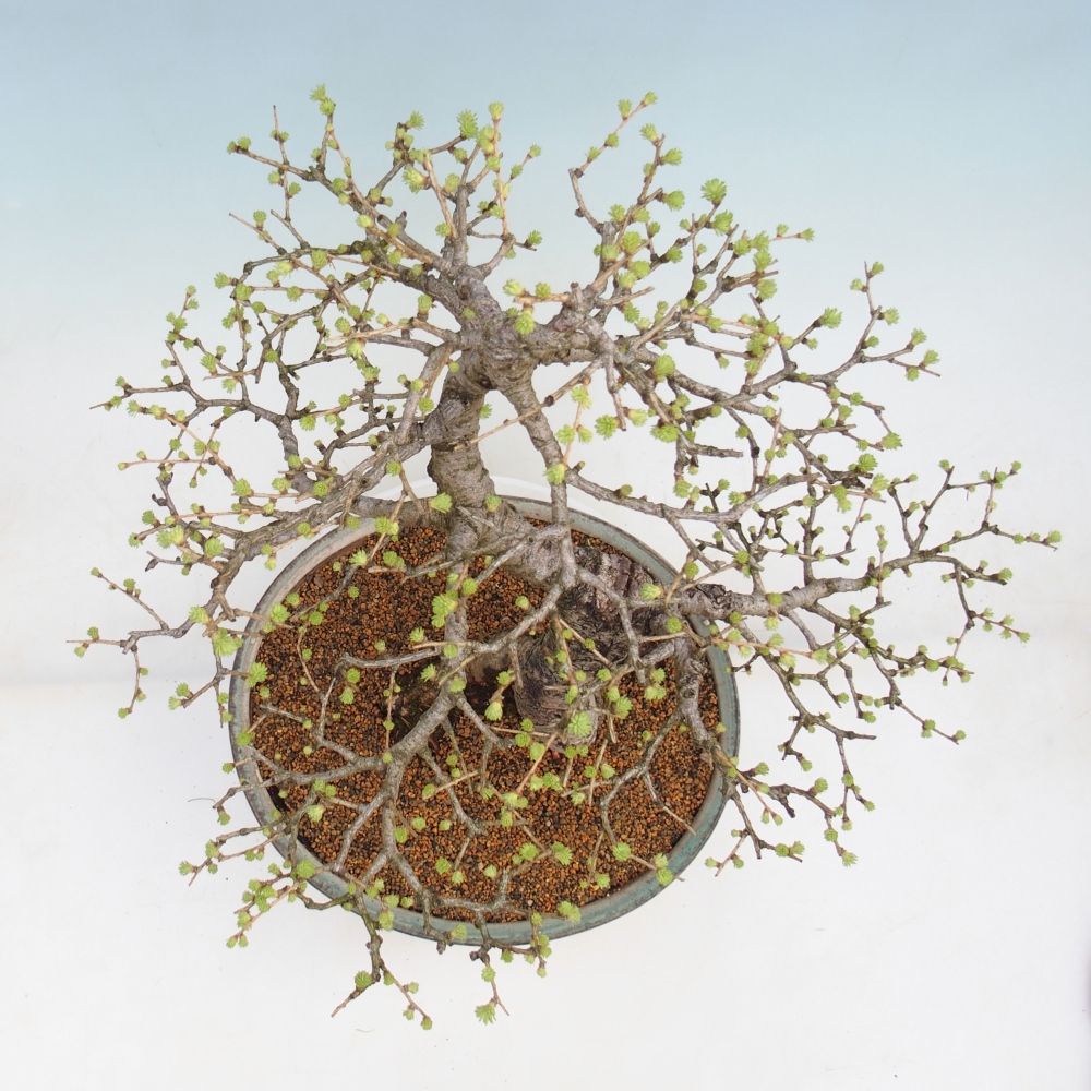 Bonsai zewnętrzne - Larix decidua - Modrzew