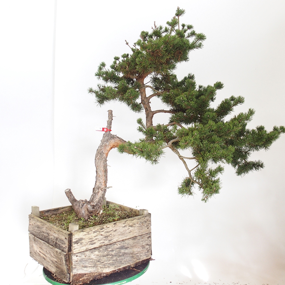 Yamadori - Pinus sylvestris Hiszpania