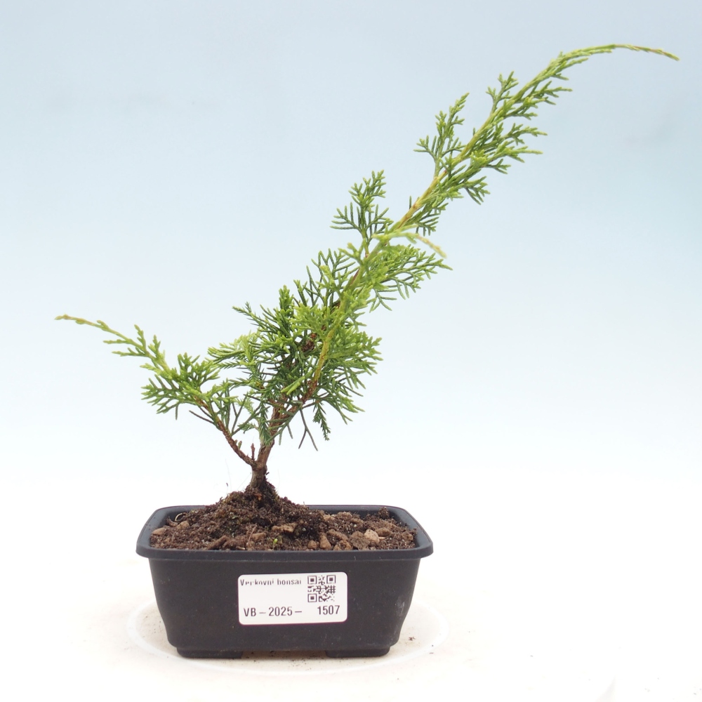 Outdoor bonsai - Juniperus chinensis Itoigawa - Jałowiec chiński