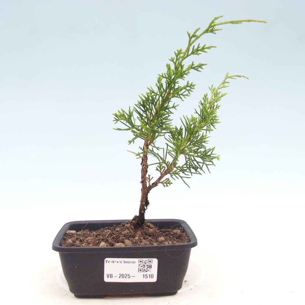 Outdoor bonsai - Juniperus chinensis Itoigawa - Jałowiec chiński