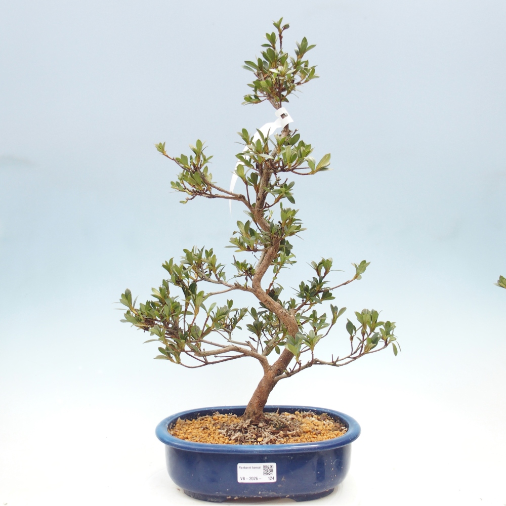 Outdoor bonsai - Azalia japońska - Azalia Yoko