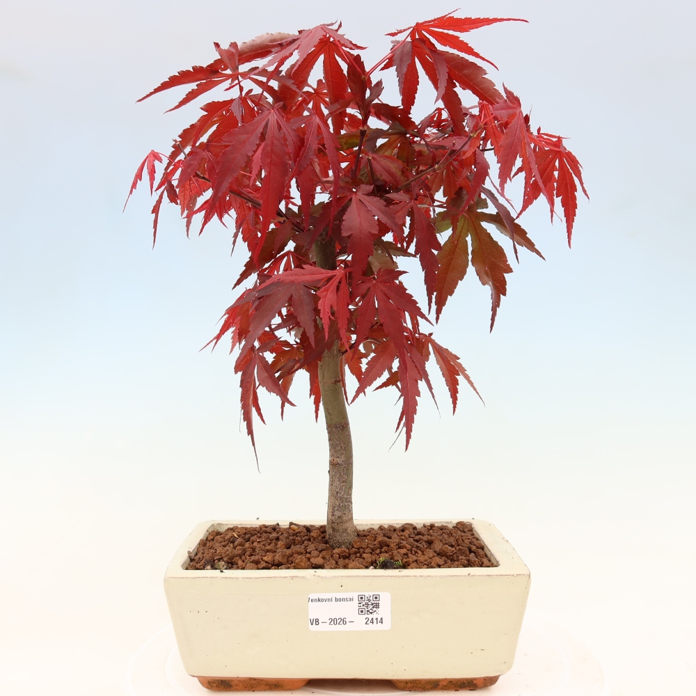 Bonsai na zewnątrz - Palma Acer. Atropurpureum-Javor palmate