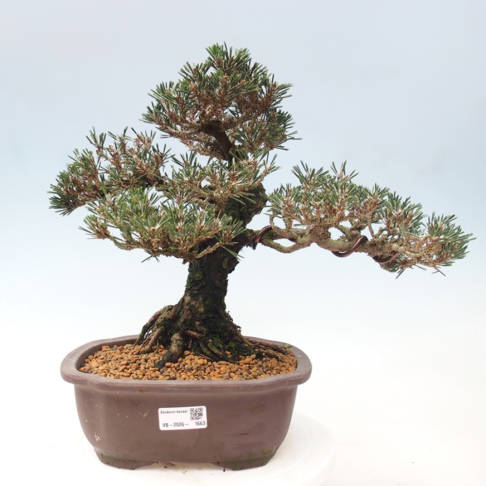 Outdoor bonsai - Pinus thunbergii Kotobuki - Sosna Thunberga