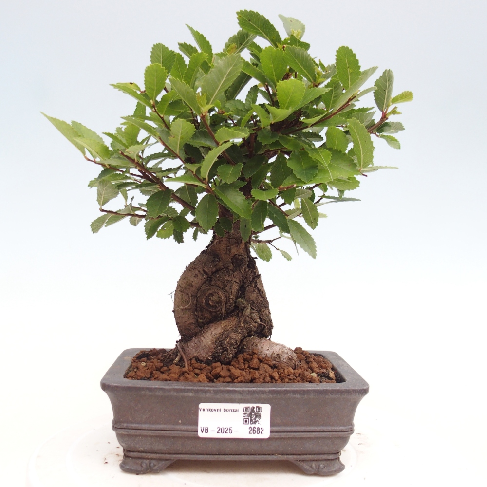 Outdoor bonsai - Zelkova - Zelkova NIRE