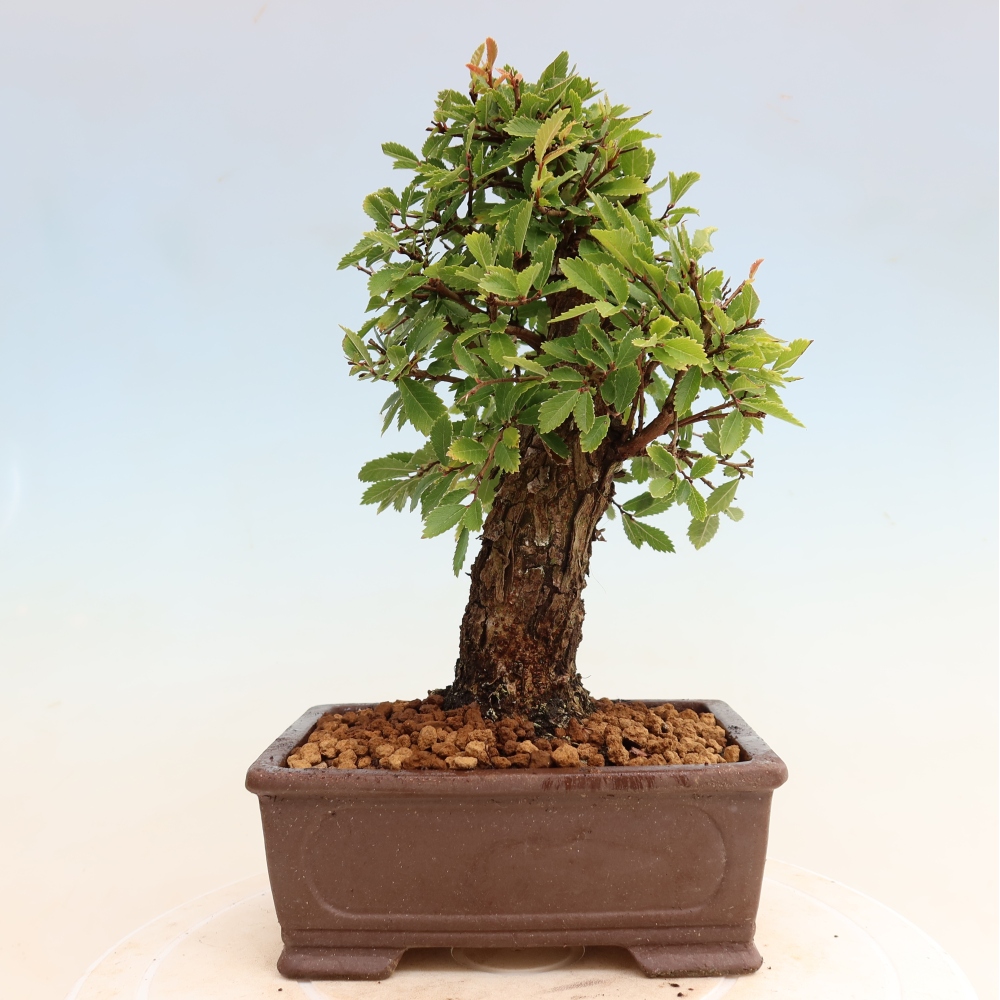 Bonsai zewnętrzne - Zelkova - Zelkova NIRE