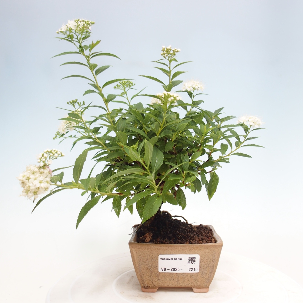 Outdoor bonsai - Spirea japonica GENPSI