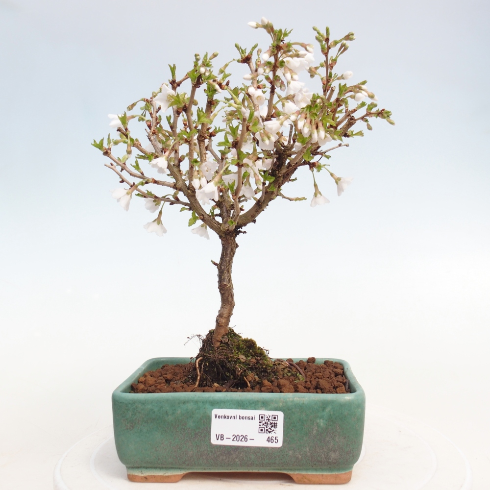 Outdoor bonsai - Prunus incisa Kojou-no mai-Plivon wycięty