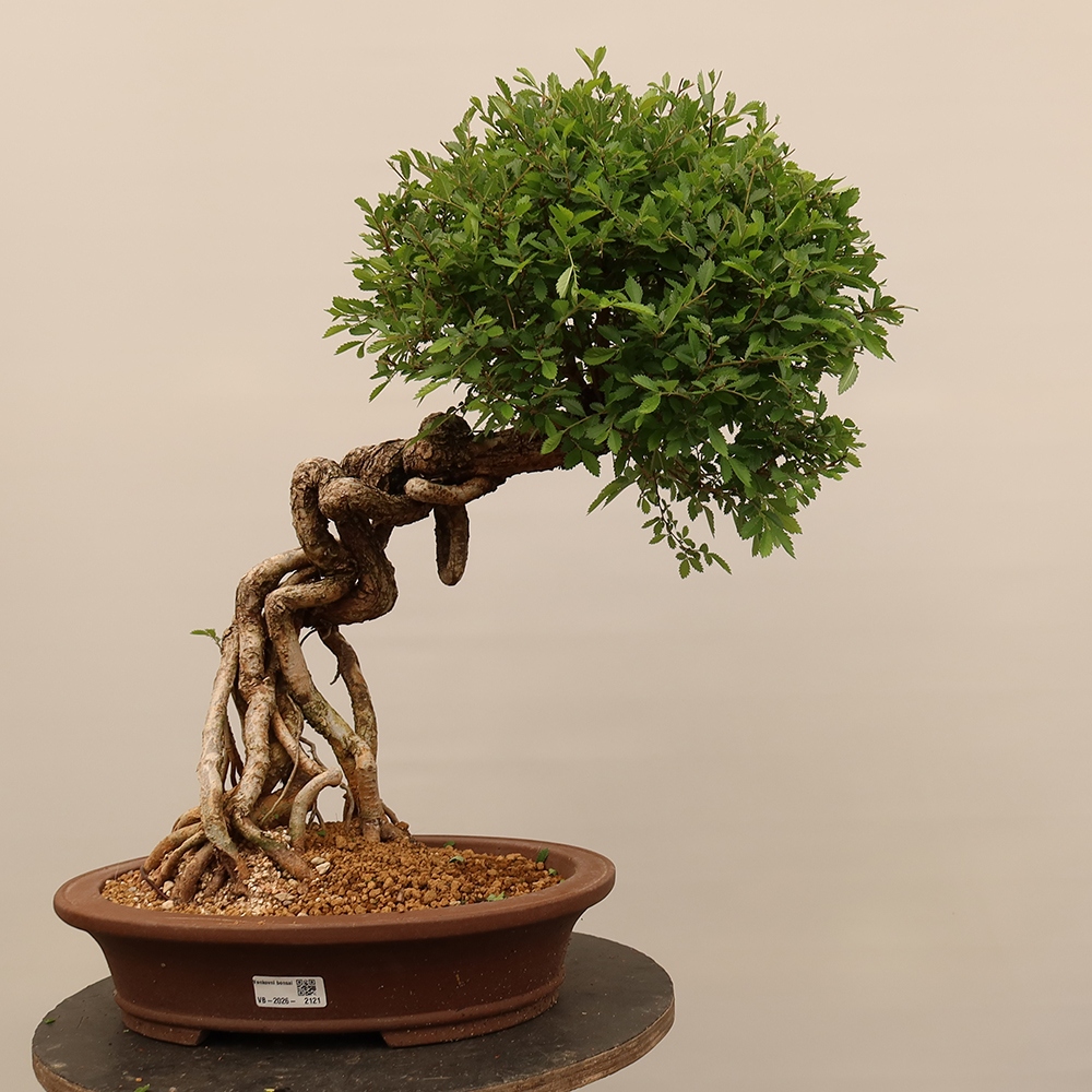 Bonsai na świeżym powietrzu - Zelkova - Zelkova NIRE