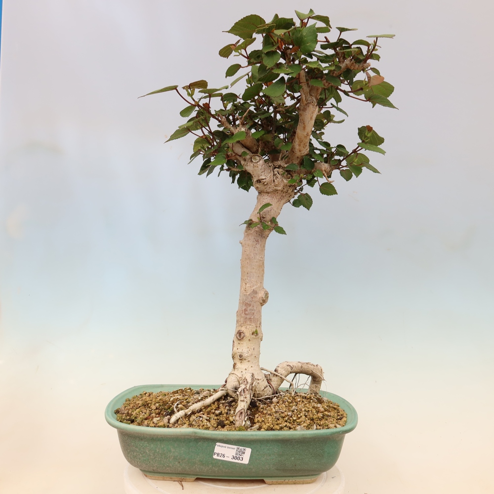 Bonsai domowe - Hibiscus tiliaceus - Hibiskus morski