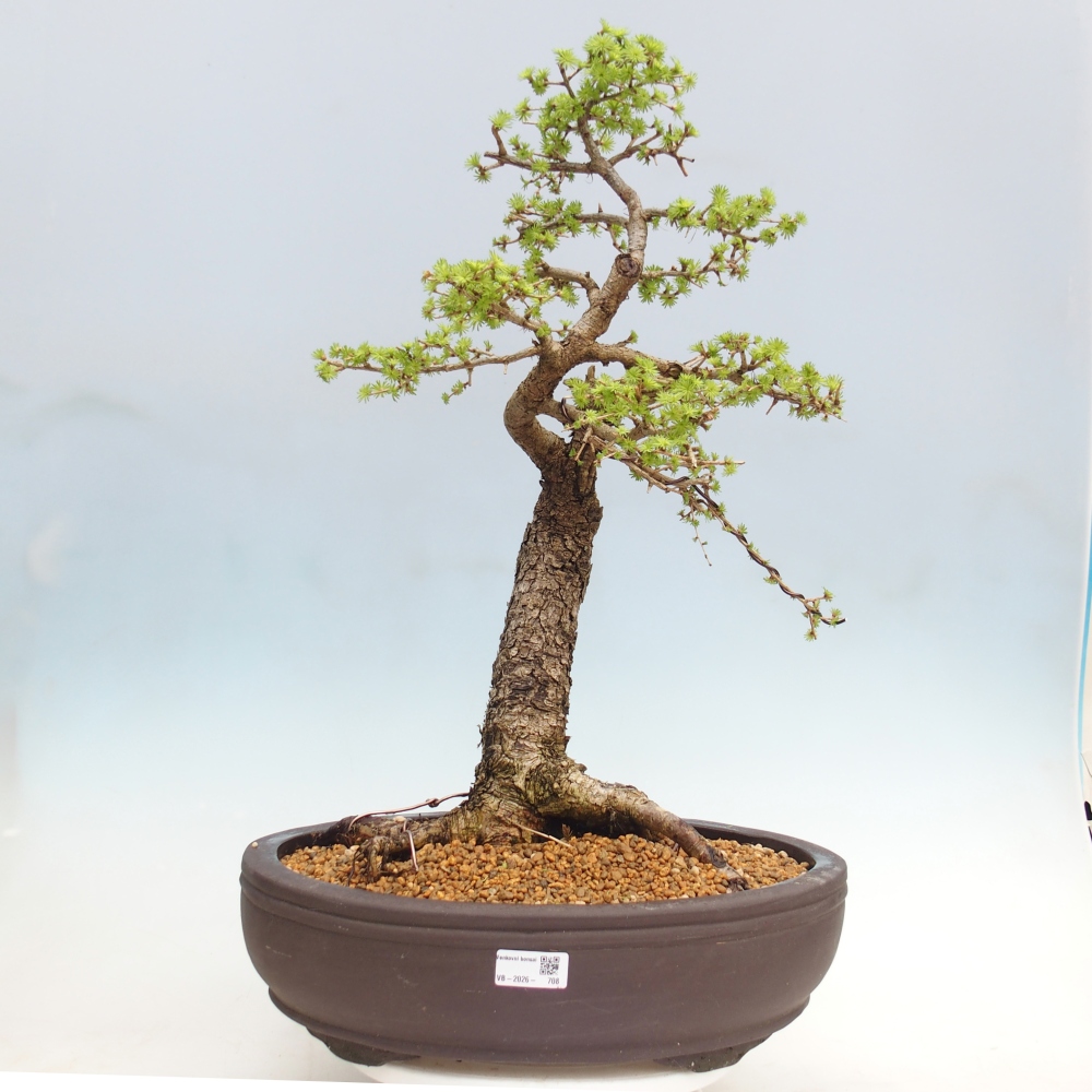 Outdoor bonsai -Larix decidua - Modrzew - Tylko transport paletowy
