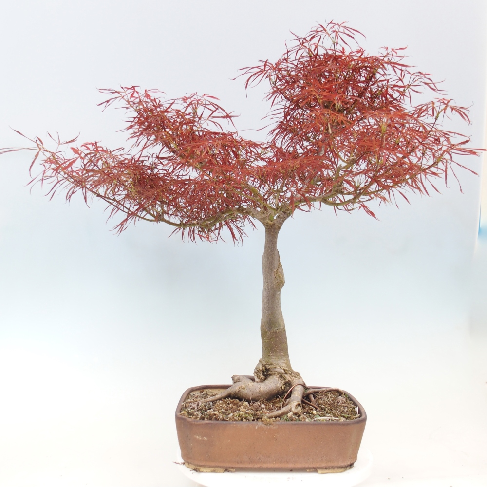 Bonsai zewnętrzne - Acer palmatum RED PYGMY