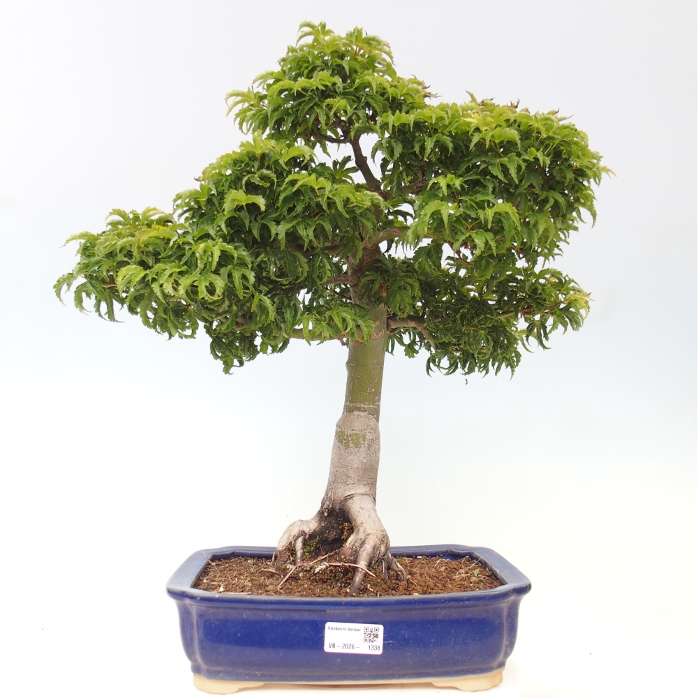 Outdoor bonsai - palma jaworowa Acer palmatum Shishigashira