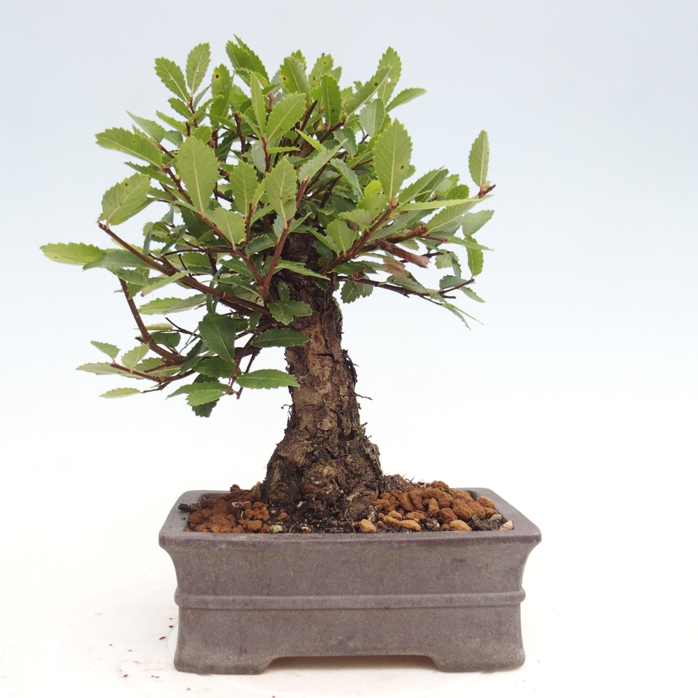 Outdoor bonsai - Zelkova - Zelkova NIRE