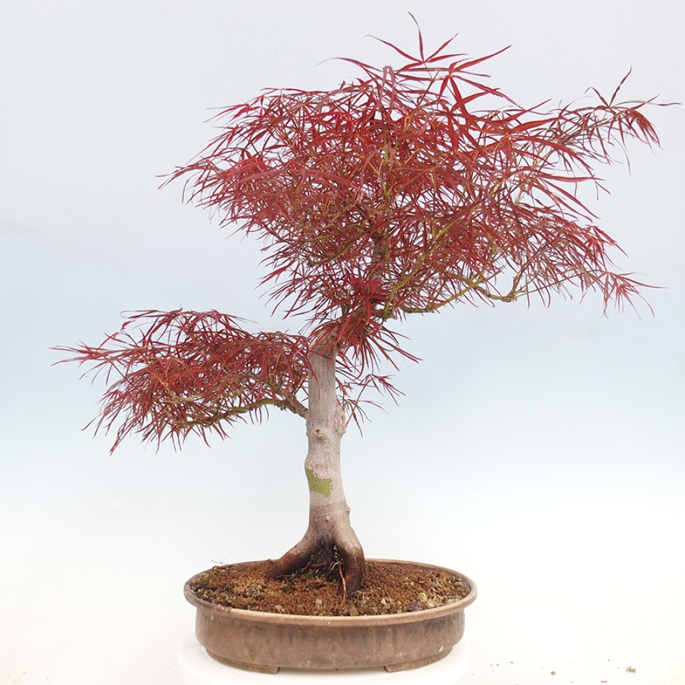 Bonsai zewnętrzne - Acer palmatum RED PYGMY
