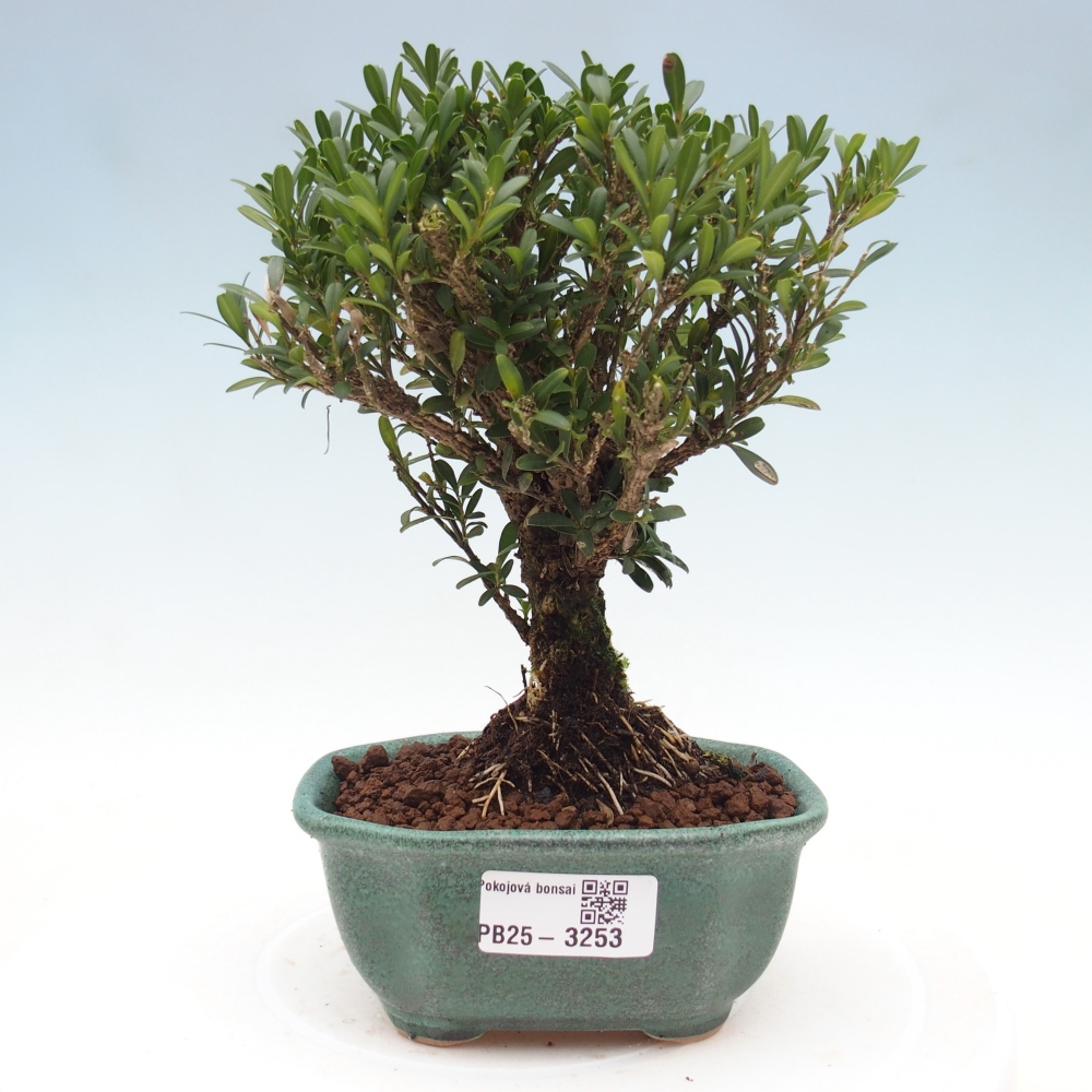 Pokój bonsai - Buxus harlandii - buxus korkowy