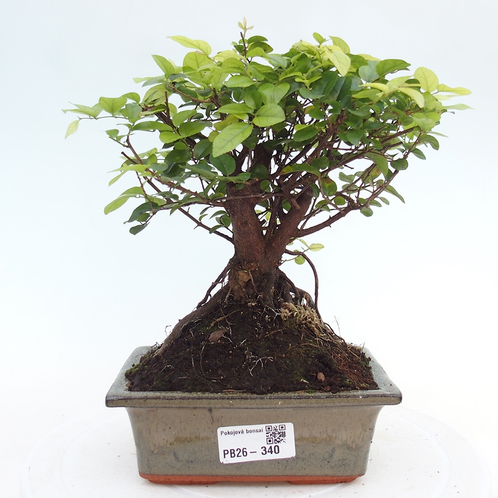 Bonsai pokojowe - Sageretia thea - Sageretia thea